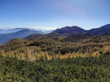 pogled na žareče macesne