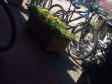 sportni_dan_maj_2017_047